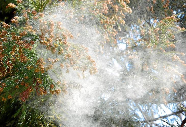 Vor allem Kiefern sorgen in den vergangenen Wochen für eine sehr hohe Pollenbelastung.