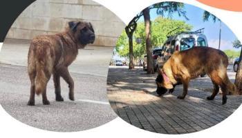 So scheu, so gefährdet! Herrenlose Ballermann-Hündin rührt die Herzen von Anwohnern und Touristen