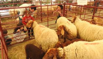 Bei diesem zünftigen Dorffest erleben Sie das "echte" Mallorca: tanzen, trinken und Tiere streicheln stehen auf dem Programm bei der "Fira d’Oví i Capri".