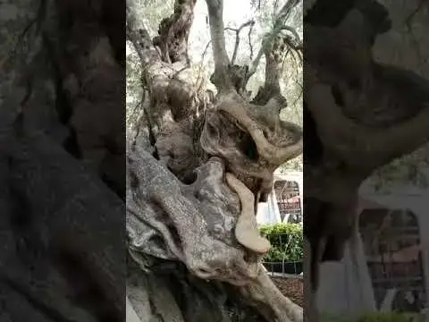 säuleneibe taxus baccata fastigiata robusta Jetzt Säuleneibe 'Fastigiata Robusta' online kaufen bei Bohlken  Pflanzenversand – Bohlken Pflanzenversand GbR