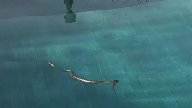 Bildergebnis für swimming pool schlanga"