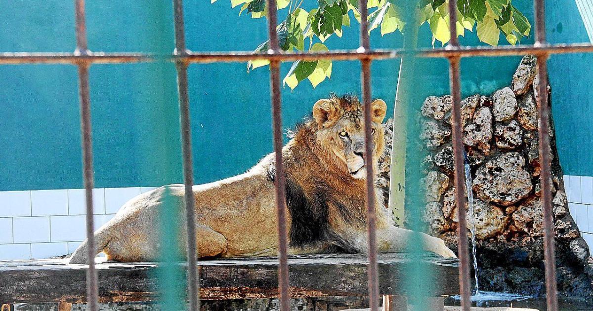 Alles wird modernisiert: Deutscher Besitzer verkauft berühmten Safari ...