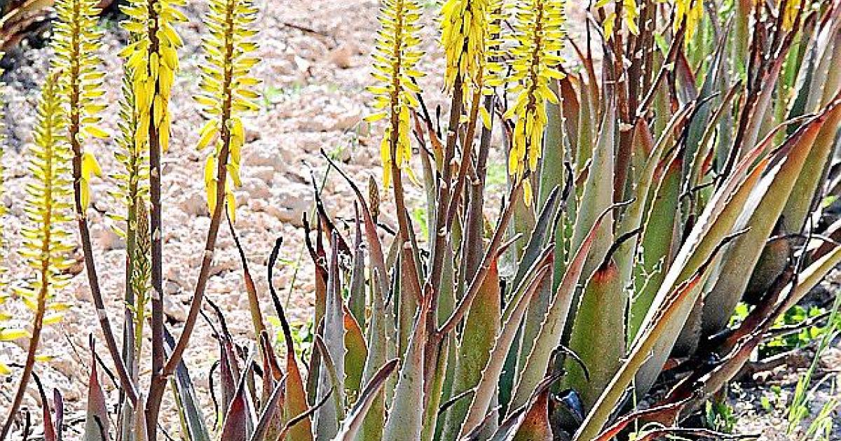 Deutscher baut auf Mallorca Aloe Vera an