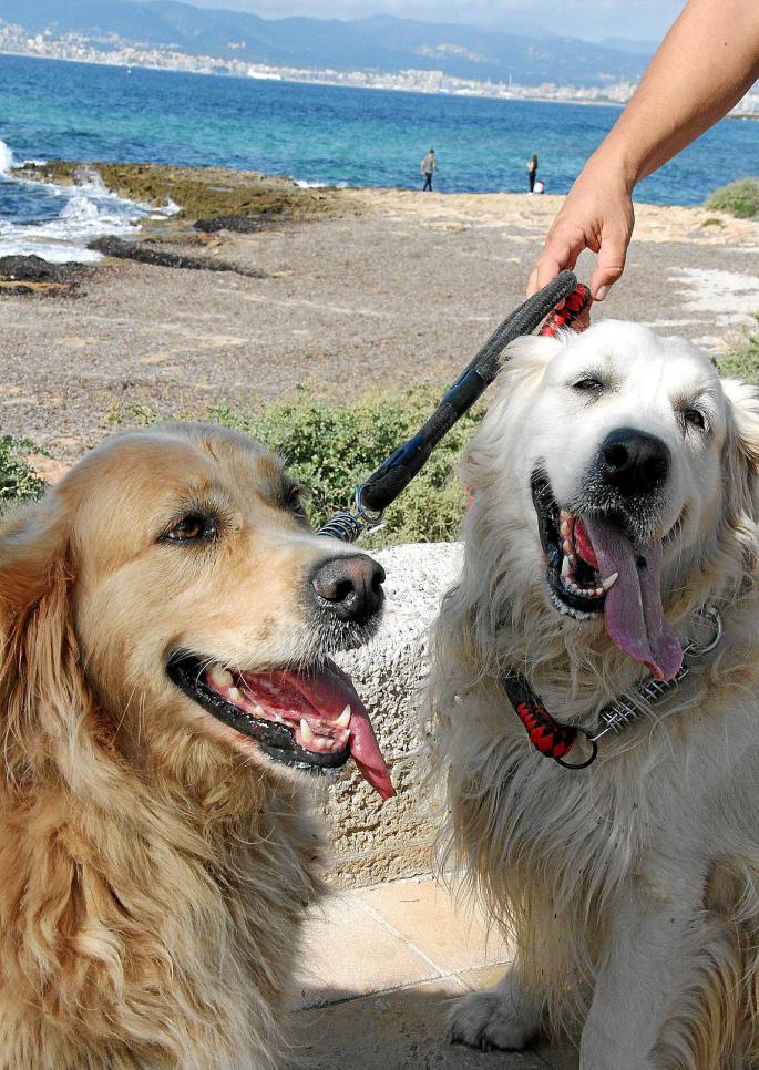 Vierbeiner am Hundestrand von Es Carnatge in Palma.