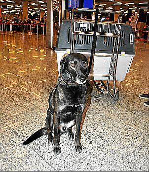 Bis zu 200 Euro müssen Hundebesitzer nun zahlen.